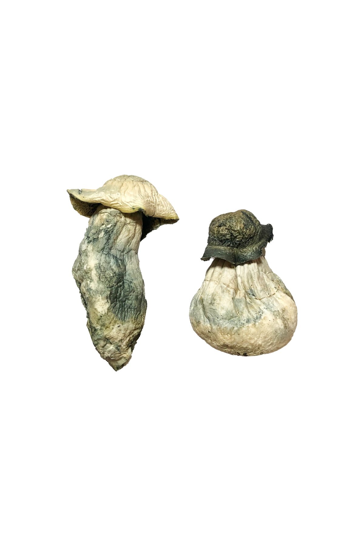 Albino Penis Envy Magic Mushrooms - Image 2