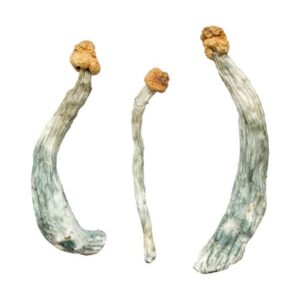 Keepers Creeper Magic Mushrooms